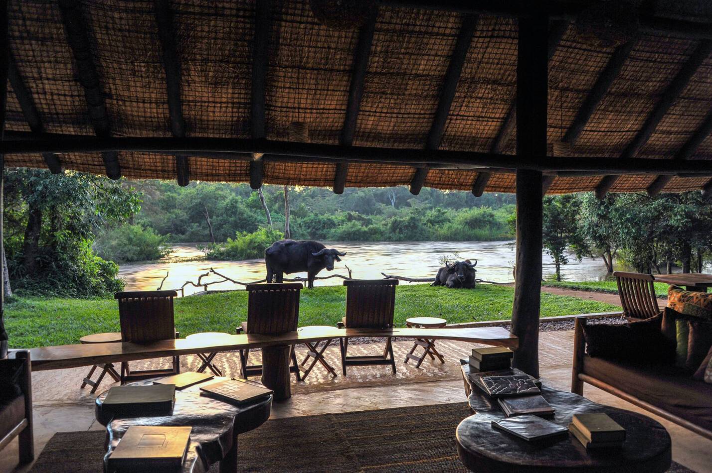 Ishasha Wilderness Camp Ouganda Buffles